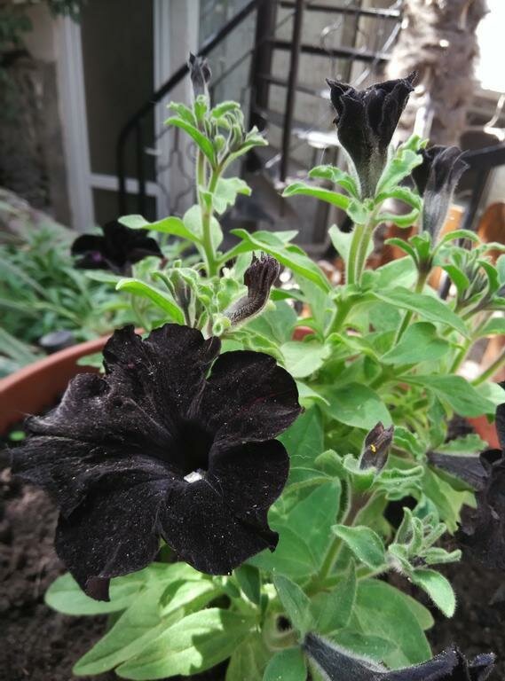 Гостевой дом Волна Алушта-50