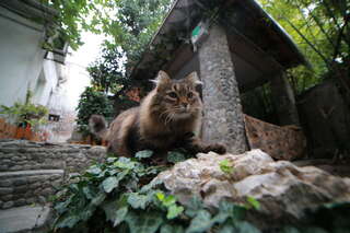 Гостевой дом Волна Алушта-5