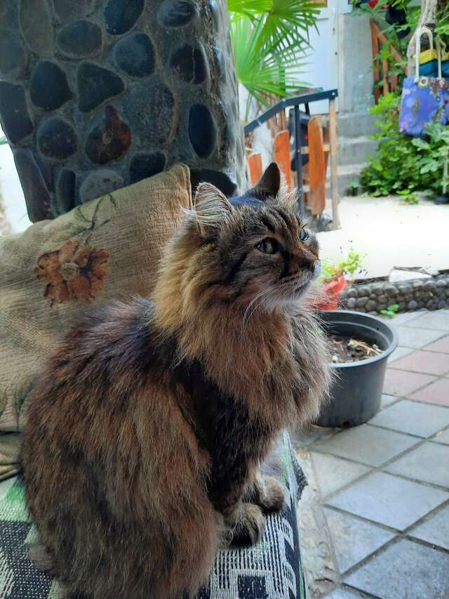Гостевой дом Волна Алушта-14