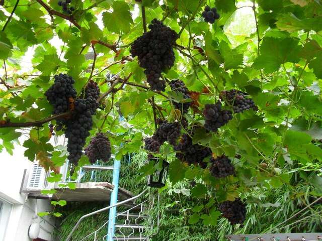 Гостевой дом Волна Алушта-45